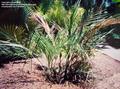 WANDERING PALM
